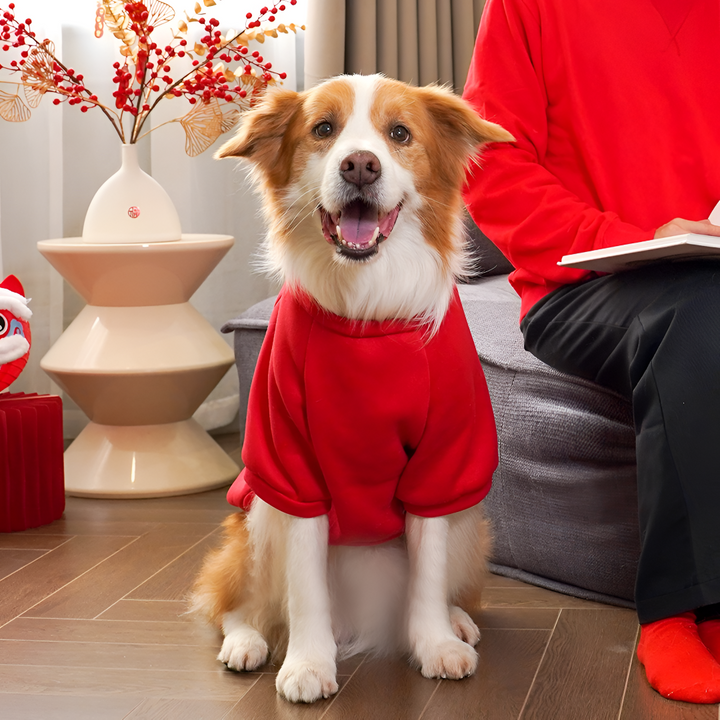 STYLISH PET CLOTHING FOR EVERY SEASON LOOKS