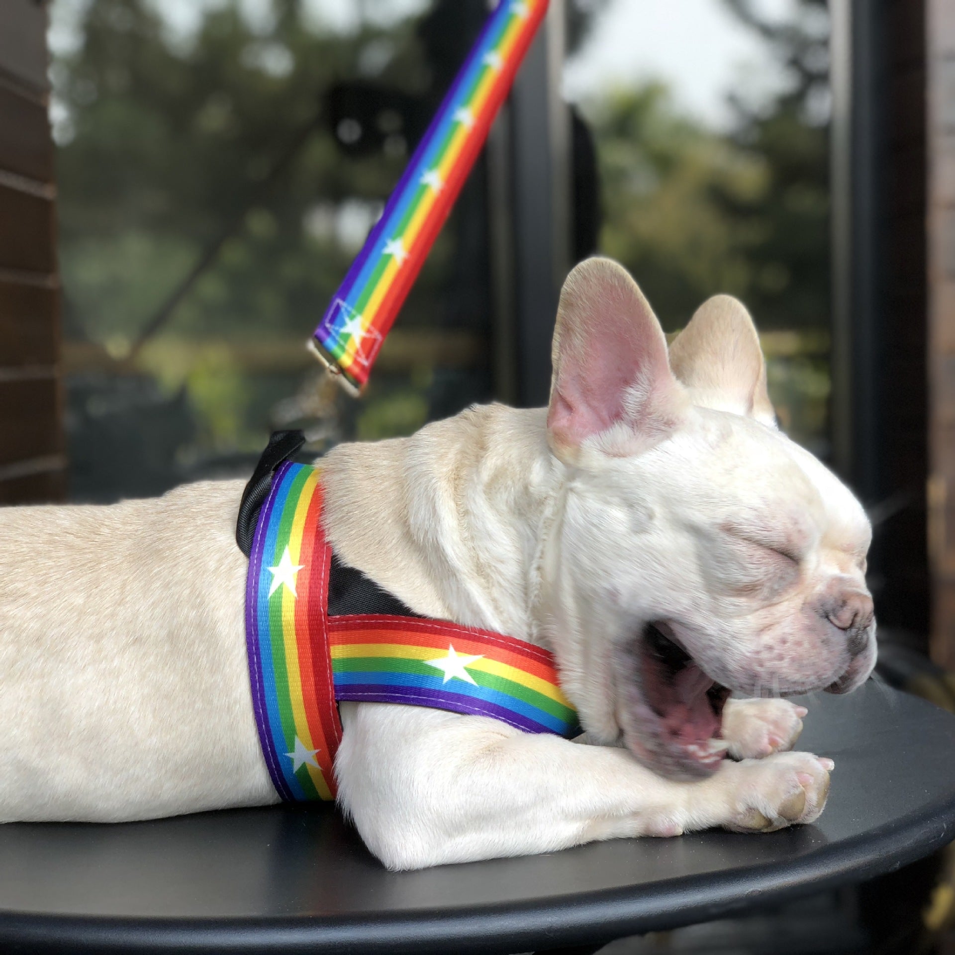 Rainbow Cool Pet Chain Leash Durable Stylish Design
