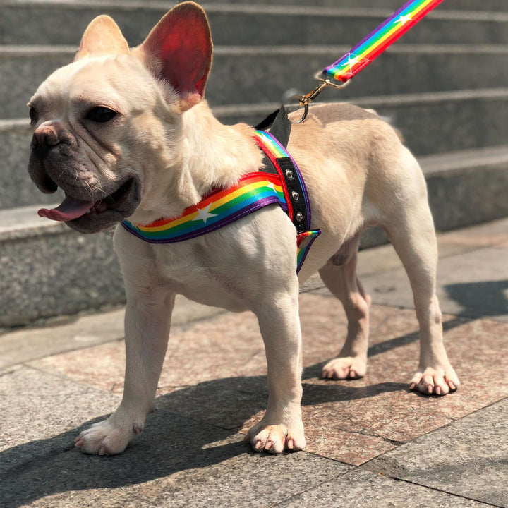 Rainbow Cool Pet Chain Leash Durable Stylish Design