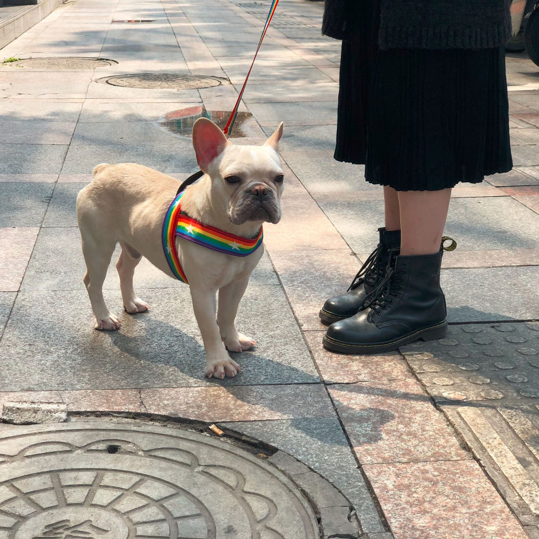 Rainbow Cool Pet Chain Leash Durable Stylish Design