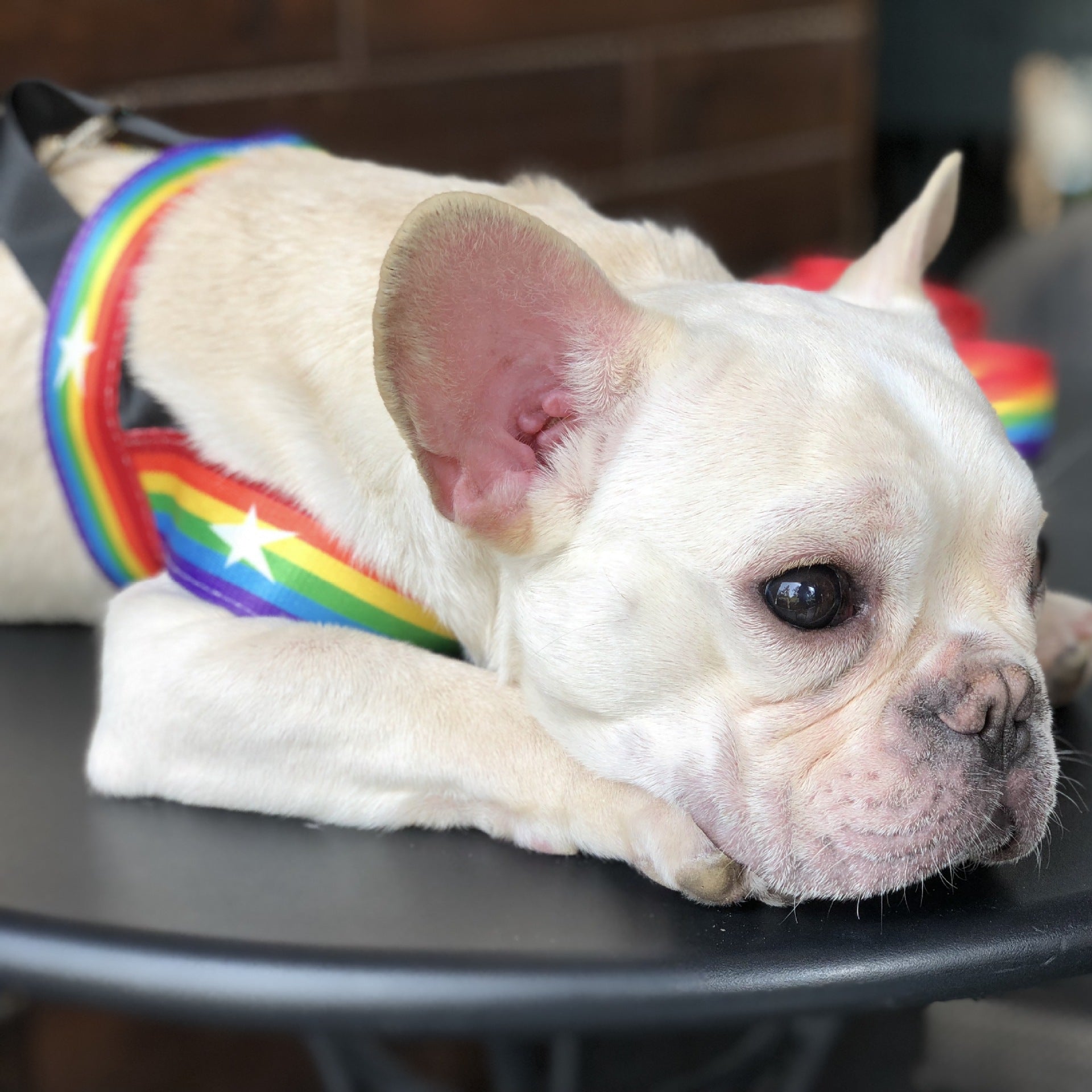 Rainbow Cool Pet Chain Leash Durable Stylish Design