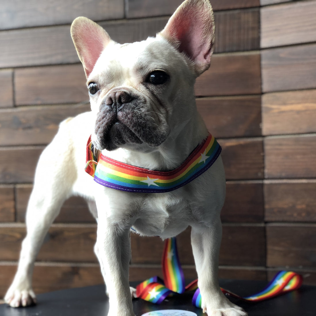 Rainbow Cool Pet Chain Leash Durable Stylish Design