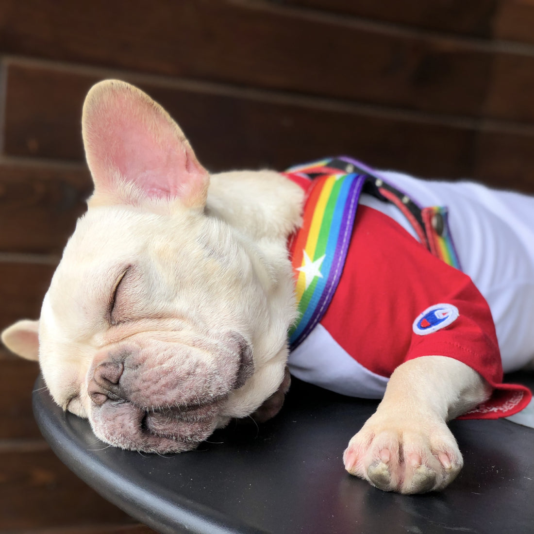 Rainbow Cool Pet Chain Leash Durable Stylish Design