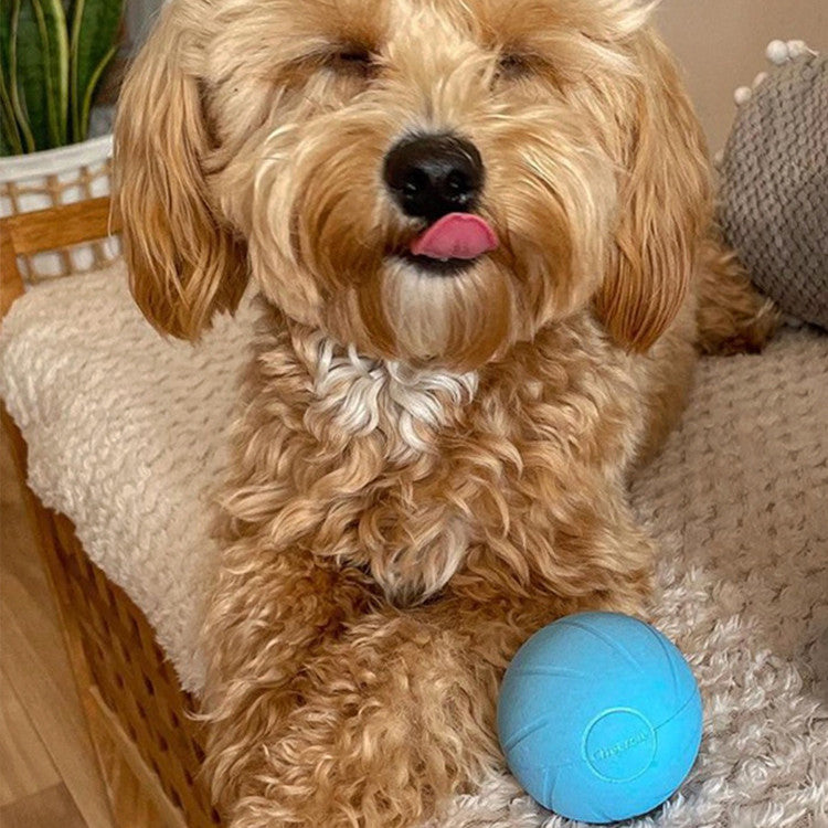 Interactive Pet Toys Teasing Stick And Rolling Ball For Boredom Relief