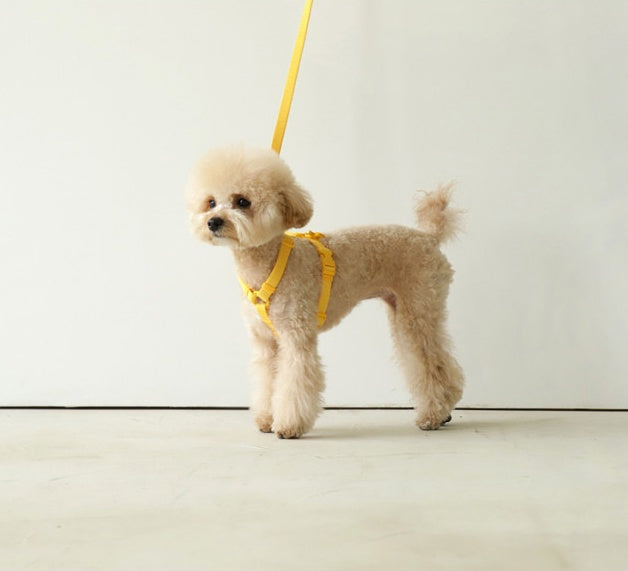 Pet Macaron Style Windproof Adjustable Leash